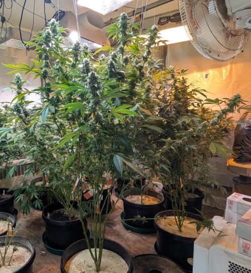 Super Boof. Week 21