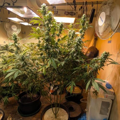 Super Boof. Week 21