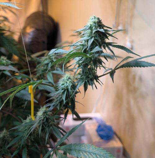 Super Boof. Week 21