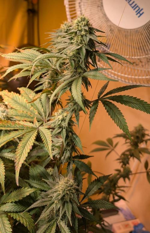 Super Boof. Week 21