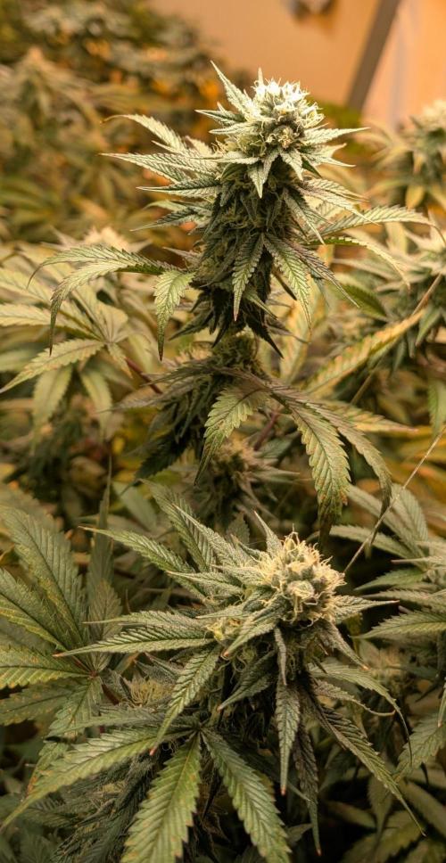 Super Boof. Week 21