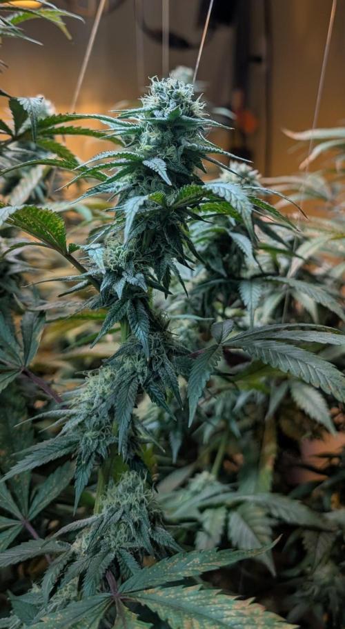 Super Boof. Week 21