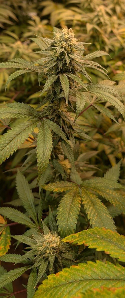 Super Boof. Week 21