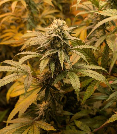Super Boof. Week 21