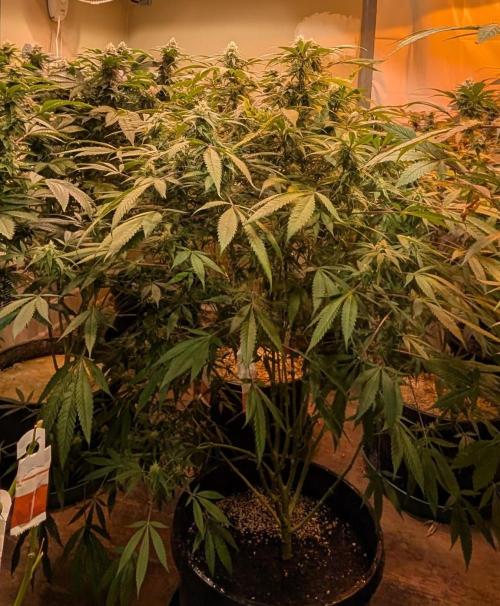 Sunset Sherbet. Week 21