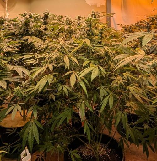 Sunset Sherbet. Week 21