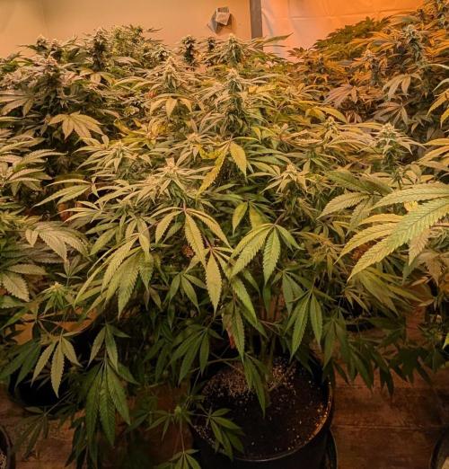 Sunset Sherbet. Week 21