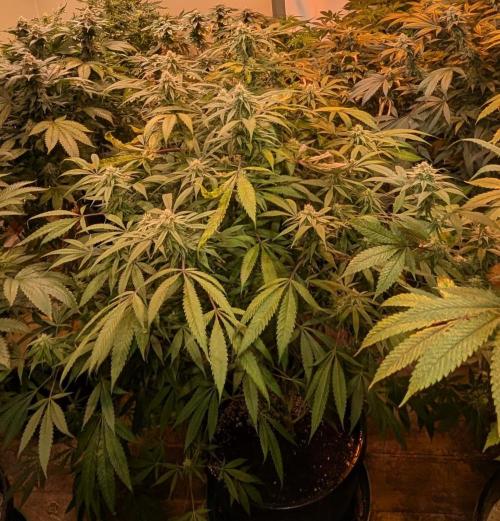 Sunset Sherbet. Week 21
