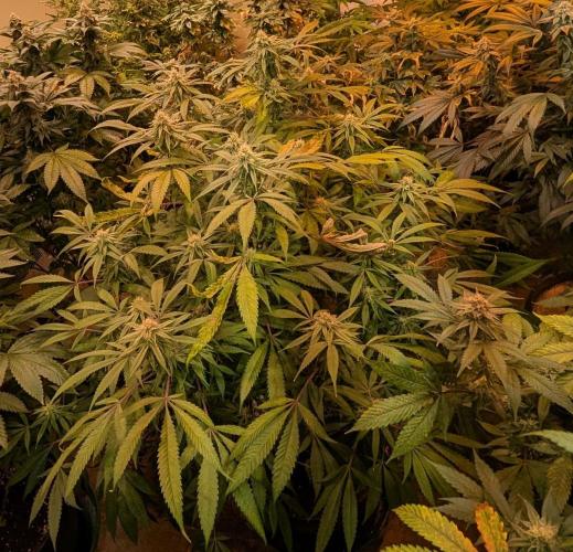 Sunset Sherbet. Week 21