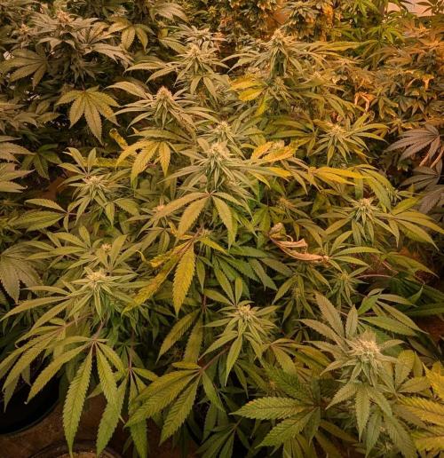 Sunset Sherbet. Week 21
