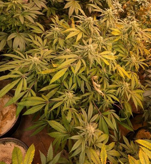 Sunset Sherbet. Week 21