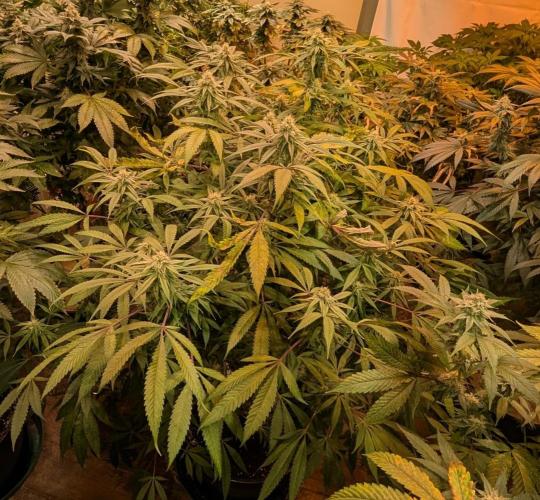 Sunset Sherbet. Week 21