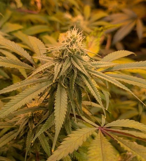 Sunset Sherbet. Week 21