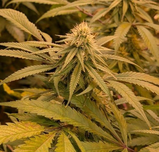 Sunset Sherbet. Week 21