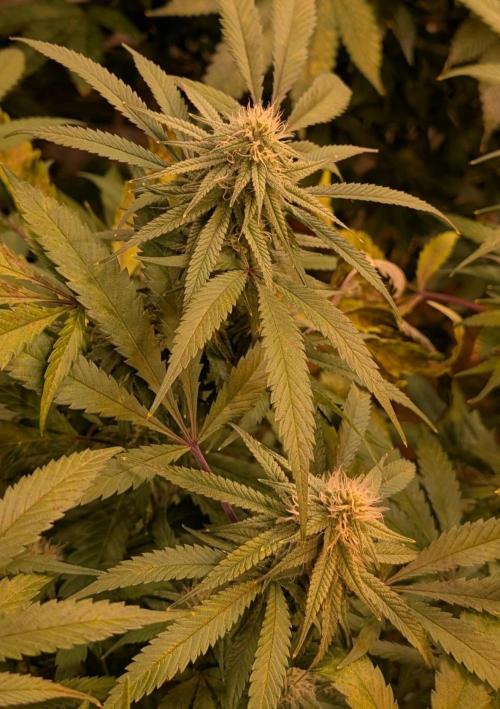 Sunset Sherbet. Week 21