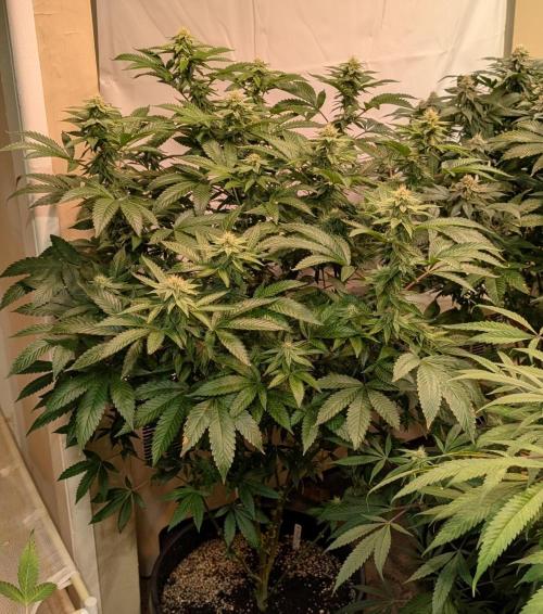 Cereal Milk. Week 21