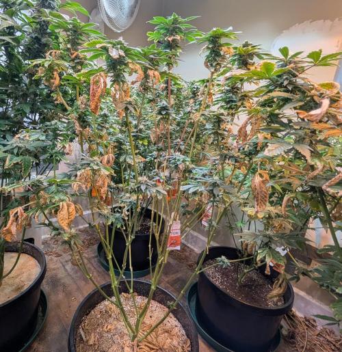 Pink Gelato. Week 21