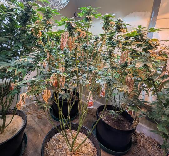Pink Gelato. Week 21