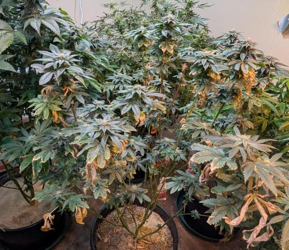 Pink Gelato. Week 21