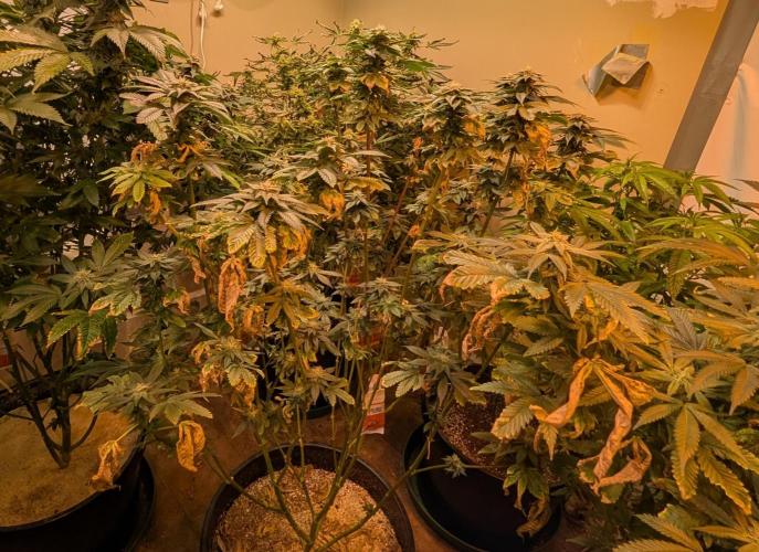 Pink Gelato. Week 21