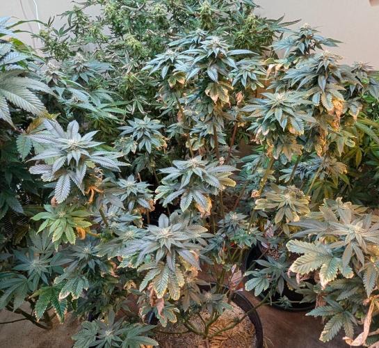 Pink Gelato. Week 21