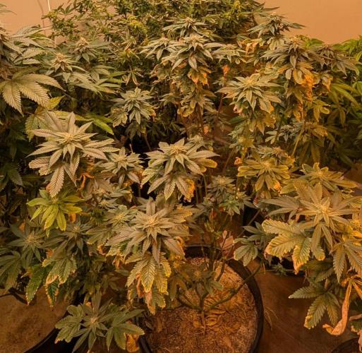 Pink Gelato. Week 21