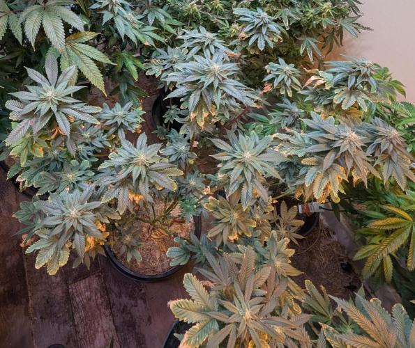Pink Gelato. Week 21