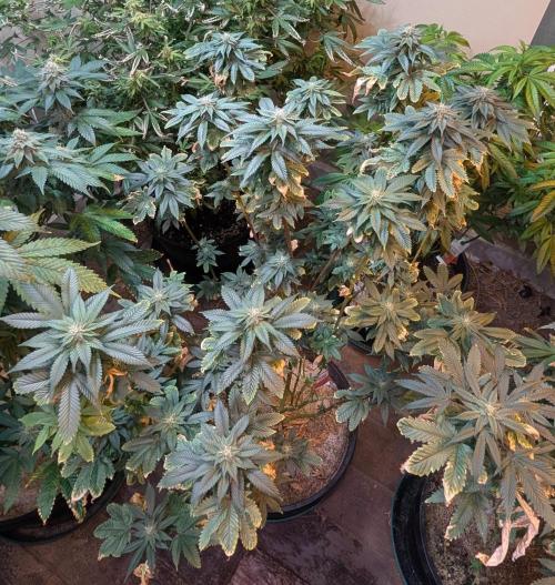 Pink Gelato. Week 21