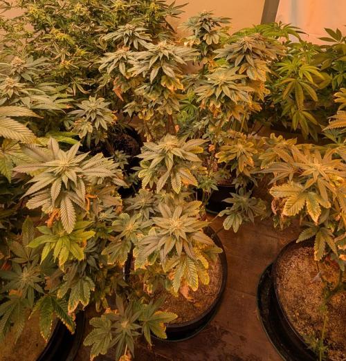 Pink Gelato. Week 21