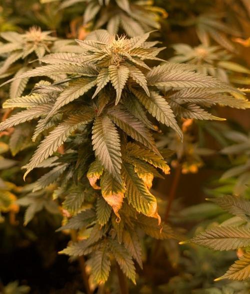 Pink Gelato. Week 21