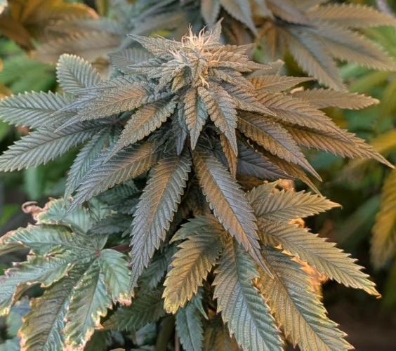 Pink Gelato. Week 21