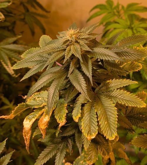 Pink Gelato. Week 21