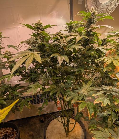 Fruity Pebbles. Week 21