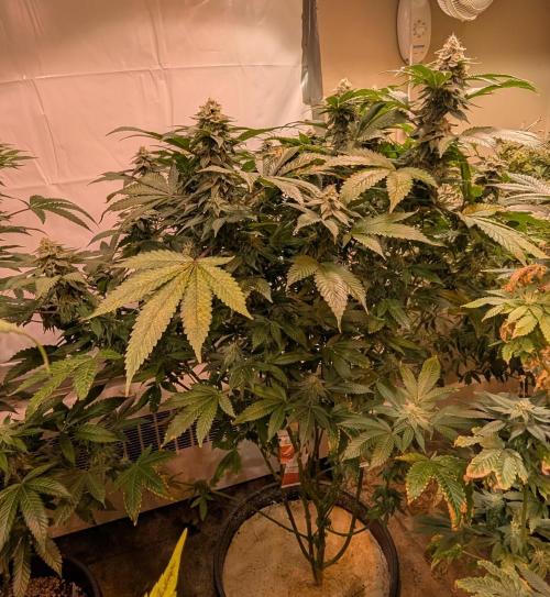Fruity Pebbles. Week 21