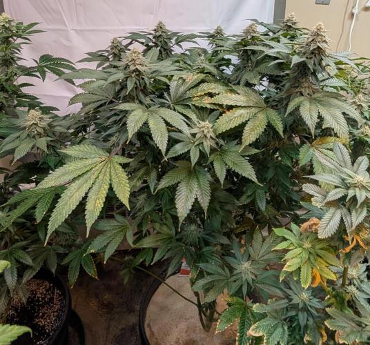 Fruity Pebbles. Week 21