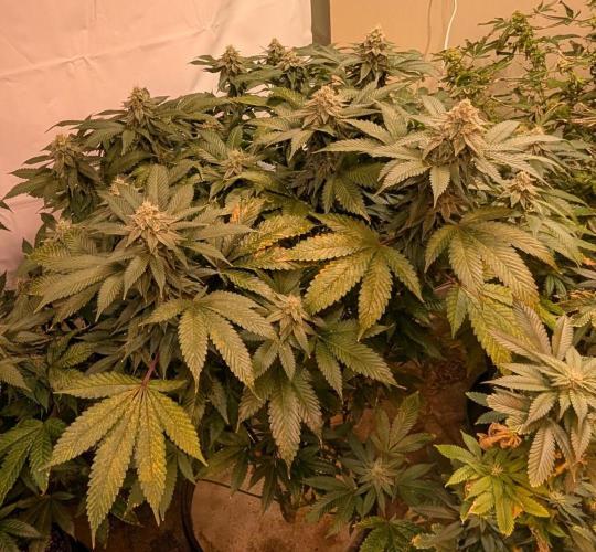 Fruity Pebbles. Week 21