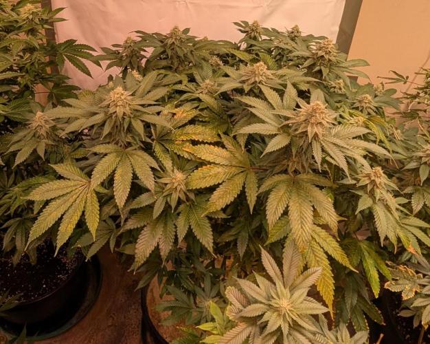 Fruity Pebbles. Week 21