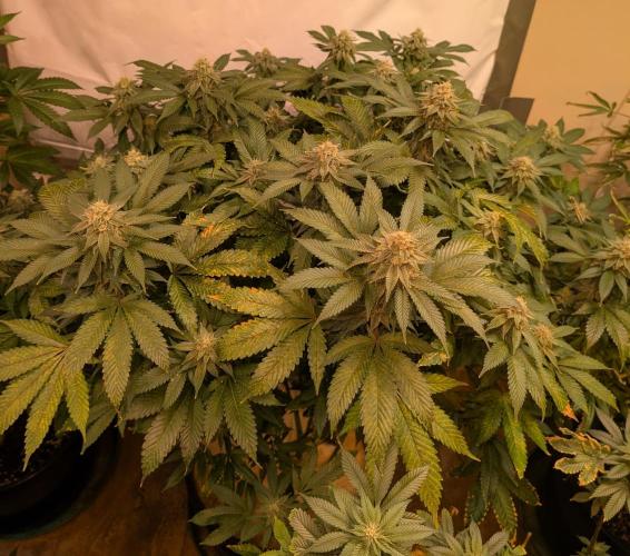Fruity Pebbles. Week 21