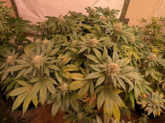 Fruity Pebbles. Week 21