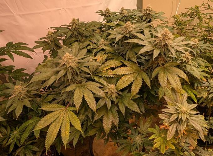 Fruity Pebbles. Week 21