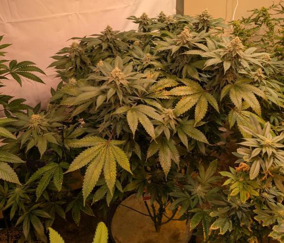 Fruity Pebbles. Week 21