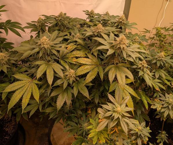 Fruity Pebbles. Week 21