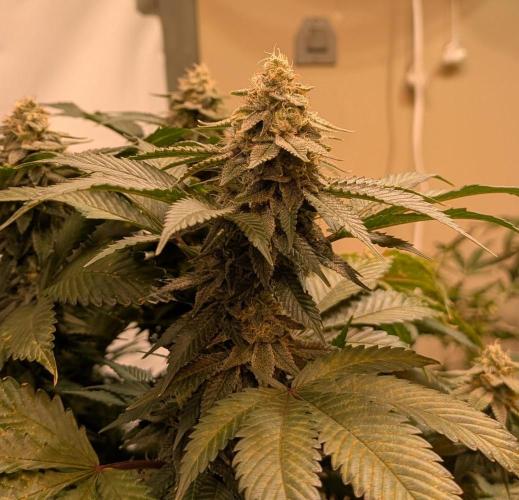 Fruity Pebbles. Week 21