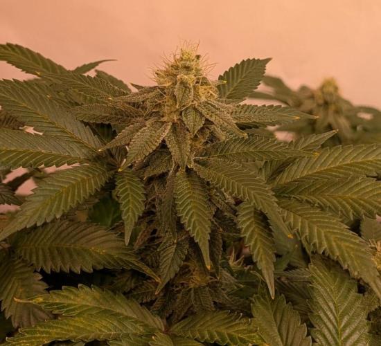 Fruity Pebbles. Week 21