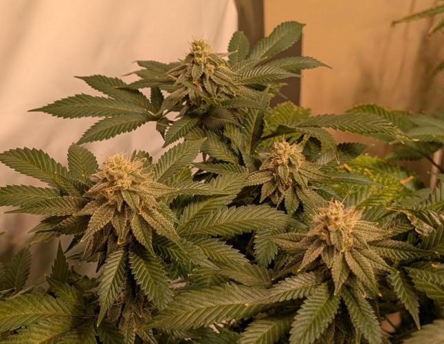 Fruity Pebbles. Week 21