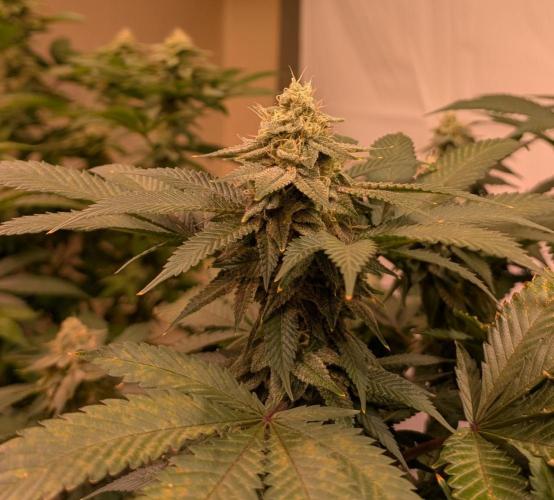 Fruity Pebbles. Week 21