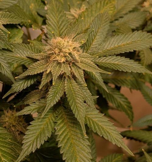 Fruity Pebbles. Week 21