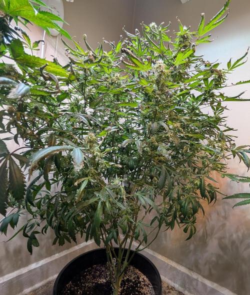 Gushers. Week 21