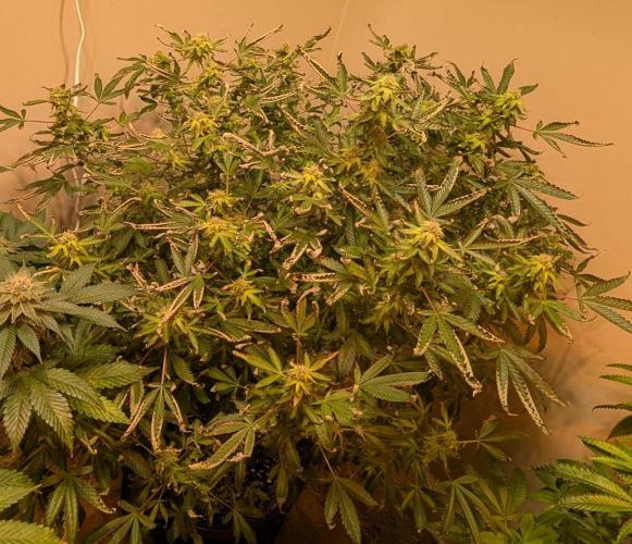 Gushers. Week 21