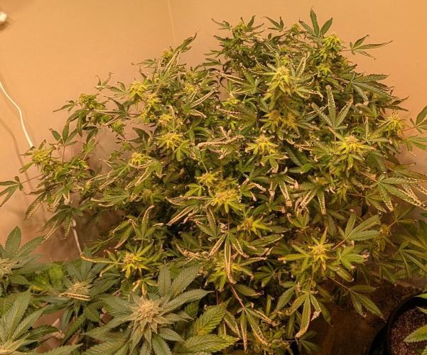 Gushers. Week 21